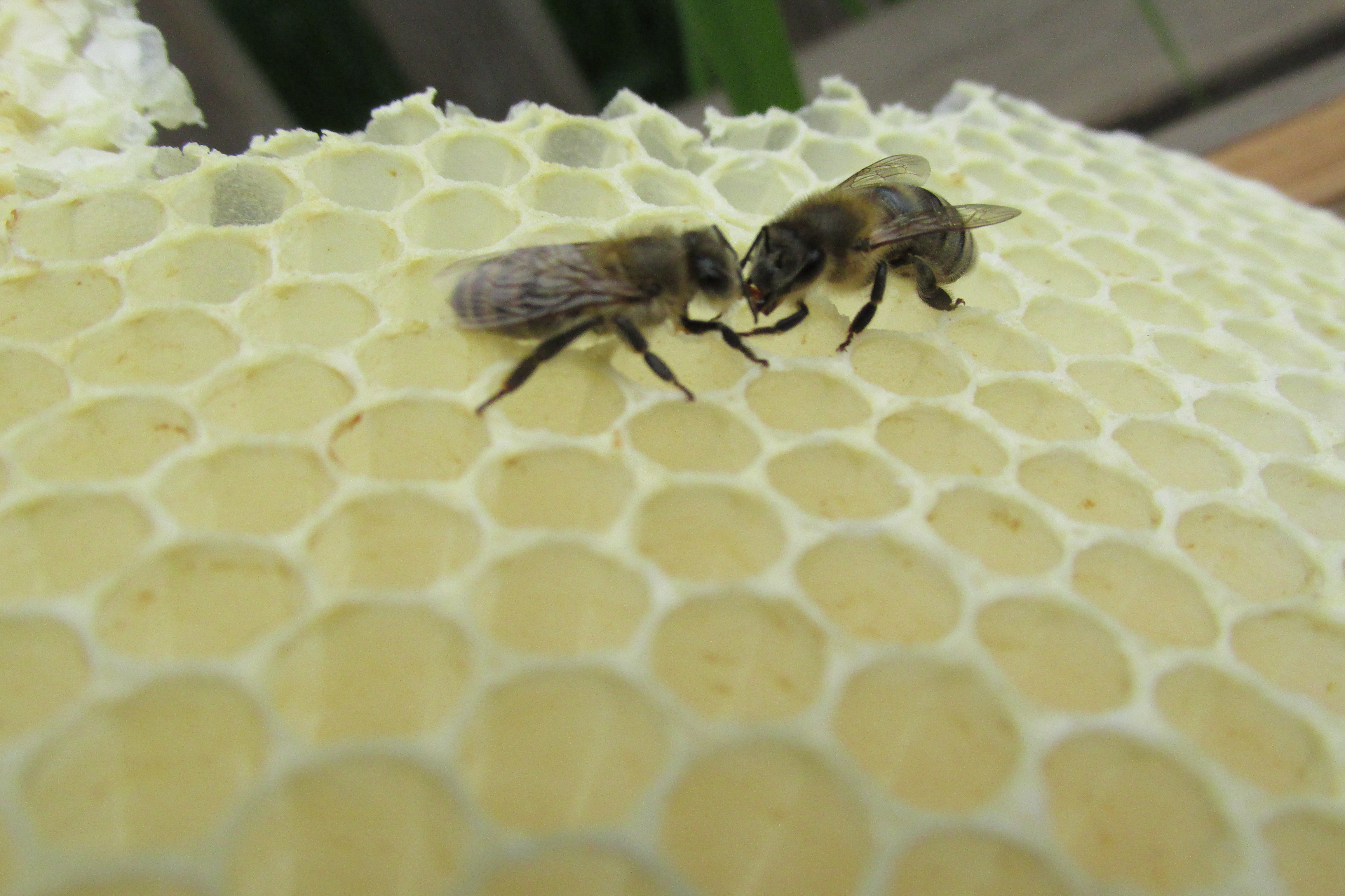 Bienen im Schulgarten